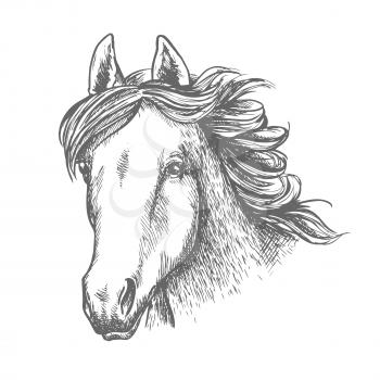Horse head sketch of arabian mare horse. Isolated racehorse head with alert ears and long flowing mane. Horse racing, equestrian sporting competition, breeding farm design