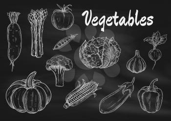 Vector chalk sketched vegetables on blackboard. Isolated icons of pumpkin, asparagus and daikon radish, broccoli, tomato and pea, cabbage and corn, eggplant and garlic, pepper, beet. Vegetarian menu b