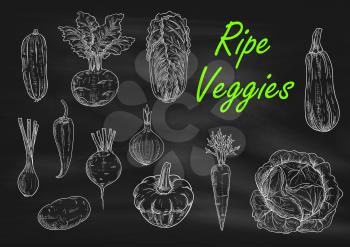 Ripe vegetables chalk sketch on blackboard. Menu chalkboard with carrot, pepper, onion and zucchini, cabbage and cucumber, potato and beet, chinese cabbage and kohlrabi, squash and scallion