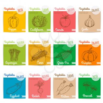 Vegetables vector sketch icons with names text. Card stickers with pepper, cauliflower, tomato and garlic, asparagus, corn, green pea and pumpkin, eggplant and radish, daikon, broccoli. Vegetarian men