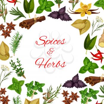 Seasoning herbs and spices condiments. Spicy herbal cooking ingredients of rosemary and thyme, basil, dill and parsley, sage and bay leaf, anise and oregano, ginger and aromatic vanilla with mint, cin