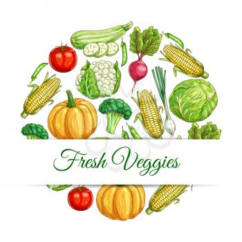 Veggies poster. Vector sketch vegetables harvest of farm fresh and organic ripe cauliflower, corn and beet, pumpkin and leek onion, tomato and broccoli, cabbage, zucchini squash and green peas