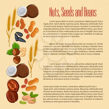 Nuts, grain, plant seeds and beans. Vector coconut, almond and pistachio kernels, wheat, oat or rye ears cereals, peanut and cashew, hazelnut, walnut, sunflower seed, legume and coffee bean or pea pod