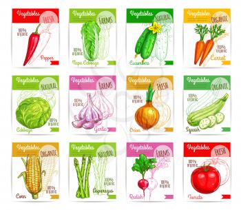 Vegetables and farm greens price labels or tags. Natural spicy chili pepper, chinese cabbage napa and cucumber. Vector carrot, garlic and onion. Vegetarian organic squash zucchini, corn and asparagus,