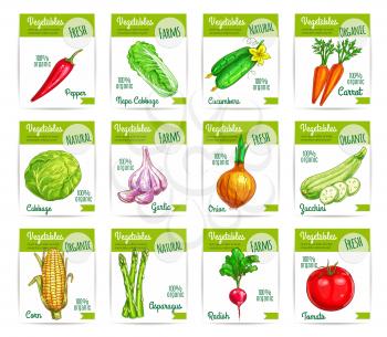 Sale tag or labels, cards with vegetable food. Zucchini or courgette and red chili pepper, napa or chinese cabbage and cucumber, carrot and garlic, onion and corn, asparagus and radish, tomato. Agricu