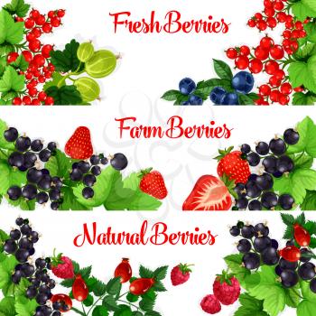 Berries banners. Vector set of fresh garden berries of sweet and juicy strawberry, cherry, raspberry and blackberry, forest blueberry, black currant or redcurrant, gooseberry and briar berry fruit har