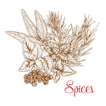 Spices sketch of spicy herb seasonings and herbal culinary condiments. Vector capparis or capers shrubs or caperbush, rosemary or thyme, basil or oregano, sage and mint leaf cooking ingredients