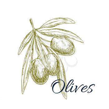 Olives sketch icon. Vector isolated green olive plant tree branch. Design for for olive oil label, healthy vegetarian and vegan vegetable food menu. Symbol of Italian, Mediterranean, Greek or Spanish 