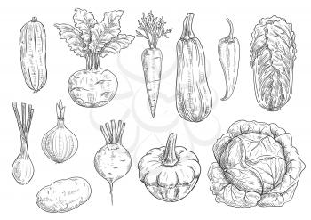 Veggies and vegetables icons. Vector isolated sketch zucchini squash, kohlrabi, carrot and chili pepper, chinese cabbage napa, onion leek and beet with potato. Vegetarian and vegan greens fresh food r