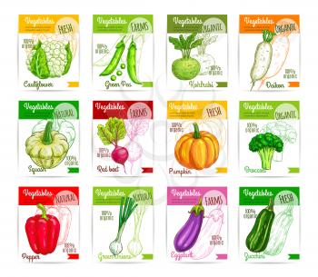 Veggies and vegetables labels. Vector price cards or tags set with cauliflower and green pea, kohlrabi and radish daikon, zucchini squash and beet, pumpkin, broccoli and bell pepper, green onion leek,