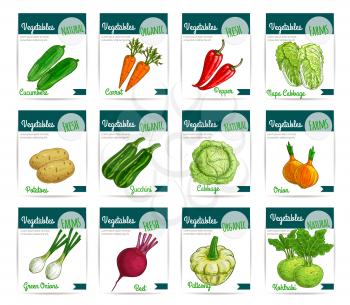 Vegetables cards. Vector price labels set of fresh farm organic veggies cucumber and carrot, bell or chili pepper and chinese napa cabbage, beet and patisony or pattypan squash, zucchini and kohlrabi.