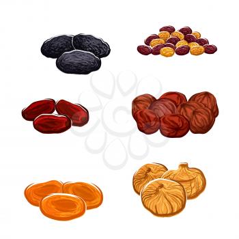 Vector icons of dried fruits. Isolated raisins of grape, dates and juicy exotic figs, apricots, plums and black prunes. Vegetarian or vegan raw food nutrition or sweets and dessert snacks or appetizer