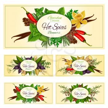 Seasonings, herbal spice and spicy herbs condiments. Anise and oregano, basil, dill and parsley, ginger, cumin and chili pepper, rosemary and thyme, sage bay leaf, aromatic vanilla with mint, cinnamon