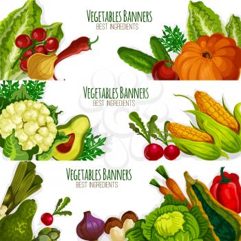 Vegetables banners of vector veggies avocado, cauliflower and asparagus, radish daikon, broccoli, bell and chili pepper, corn and garlic, zucchini squash and beet, pumpkin, green onion leek and eggpla