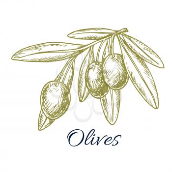Sketch of green olives. Vector isolated icon of olive branch with green olive fruits. Design or symbol for olive oil label, vegetarian vegetable food salad ingredient and seasoning. Olive tree symbol 