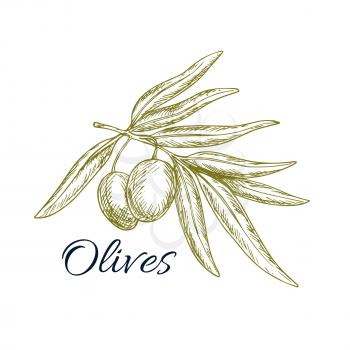 Sketch of olive tree branch with green olives bunch. Vector isolated icon or symbol for olive oil bottle label, vegetarian vegetable food salad ingredient and seasoning pack design for Italian, Medite