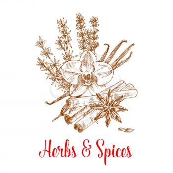 Herbs and spices sketch of vanilla pod and cinnamon sticks, thyme, anise and tarragon. Herbal spicy culinary condiments or aromatic flavoring for grocery store, farmer market or product pack design. I