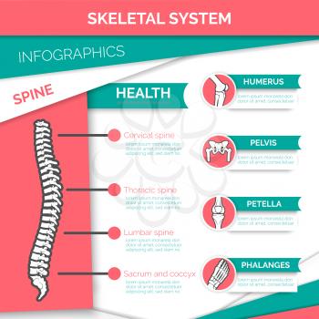 Human skeletal system infographics design. Healthy spine with marked cervical, thoracic, lumbar and sacral vertebrae, bones and joints of foot, knee, shoulder and pelvis. Medicine and education design
