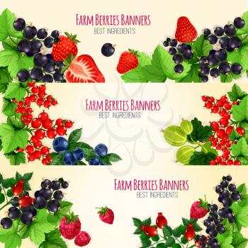 Berries vector banners with fresh garden and farm berries of blackberry and forest blueberry, black currant or redcurrant, cherry, raspberry and strawberry, sweet juicy gooseberry and briar fruits har