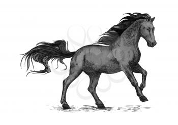 Black mustang stallion racing or galloping. Vector horse sketch for equestrian sport, horse riding. Wild raging sport horse hopping and running on races with waving mane and tail