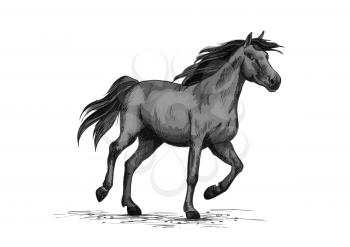 Horse racing on sport races. Wild black race horse mustang running fast gallop. Horserace vector symbol sketch for equine or equestrian exhibition or contest