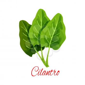 Cilantro icon. Coriander or Chinese parsley leaves. Herbal spice for culinary condiment, salad dressing or flavoring. Isolated vector aromatic piquant herb plant for grocery store, farmer market desig