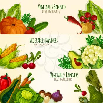 Vegetable banners set with fresh organic veggies cauliflower, asparagus and arugula, avocado, broccoli and bell or chili pepper, tomato, zucchini squash and beet, pumpkin, corn and garlic, onion leek,