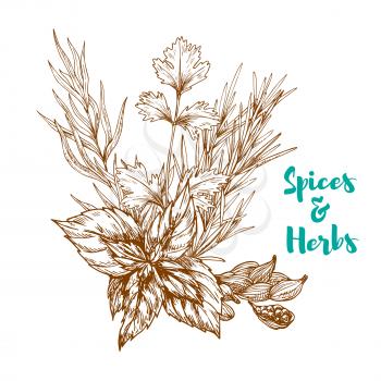 Spices and aromatic herbs sketch of basil or mint leaves, tarragon or rosemary and cardamom or cardamon seeds. Herbal spicy culinary condiments or aroma flavoring plants for grocery store, farmer mark