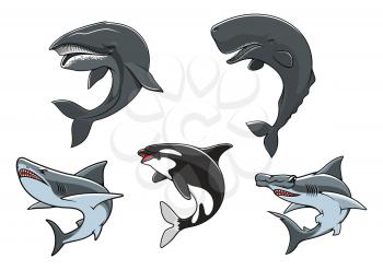 Shark, killer whale, hammerhead shark, sperm whale and blue whale isolated icon set. Dangerous marine predators for zoo aquarium symbol, underwater wildlife, t-shirt print design