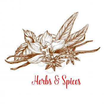 Herbs and spices sketch poster. Mint and tarragon plant fresh leaves with flower and pod of vanilla and anise star with seed. Condiment, seasoning, cooking ingredient, food themes design