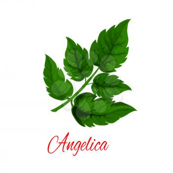 Angelica plant branch with fresh green leaves. Garden angelica or wild celery twig for herbal medicines, natural spice, essential oil and vegetarian food themes design