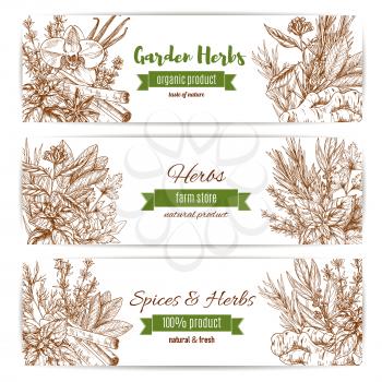 Spice and garden herbs sketch banner set. Natural fresh basil, rosemary and mint, pepper, vanilla and cinnamon, parsley and ginger, thyme and marjoram, dill and bay leaf. Spice shop label, organic far