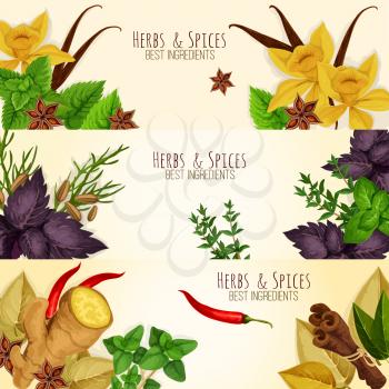 Spicy aromatic herbs, herbal seasonings and spice condiments vector banners of anise and oregano, basil, dill and parsley, ginger, cumin and chili pepper, rosemary and thyme, sage bay leaf, aromatic v
