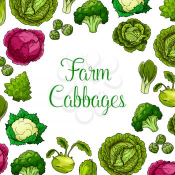 Cabbages sorts vector poster of vegetables white and red cabbage, romanesco broccoli, kohlrabi and brussels sprouts, cauliflower, chinese cabbage napa or bok choy and pak choi and scotch kale. Vegetar