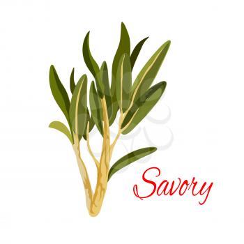 Savory icon. Herbal spice, green savoury mint herb or vegetable for culinary condiment, salad dressing or flavoring ingredient. Isolated vector aromatic piquant plant branch for grocery store, farmer 
