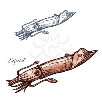 Squid sketch vector icon. Calamari or ocean cuttlefish mollusk species. Isolated symbol for seafood restaurant sign or emblem, fishing sport club or fishery industry, sea food and fish market or shop