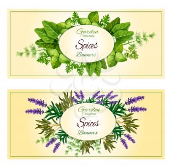 Spicy aromatic garden herbs or herbal seasonings and spice condiments vector banners of lavender and sorrel, savory or tarragon, parsley or thyme, cilantro, basil and dill, oregano or rosemary and sag