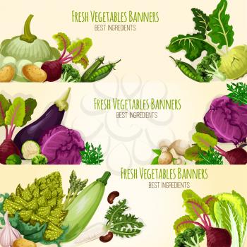 Vegetable banners of fresh organic veggies cabbage and romanesco broccoli, kohlrabi and beet, eggplant, zucchini and patisony squash, radish and mushrooms, arugula, pea and onion or garlic and potato.