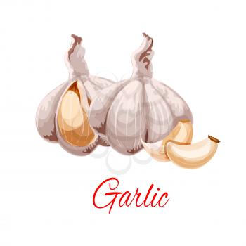 Garlic icon. Spicy aromatic vegetable or garlic plant tuber cloves for culinary condiment, salad dressing or flavoring ingredient. Isolated vector aromatic piquant peeled garlic heads or knob for groc