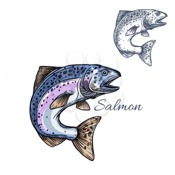 Salmon sketch vector fish icon. Isolated humpback or pink salmon or sockeye marine ocean or sea fish species. Isolated symbol for seafood restaurant sign or emblem, fishing club or fishery market
