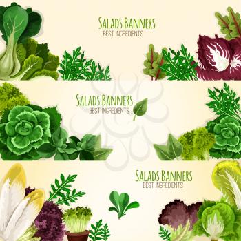 Lettuce salads and vegetables vector banners of mangold kale or collard, chicory and spinach, arugula, lollo rossa and radicchio, romaine and pak choi or sorrel, swiss chard batavia and gotukola