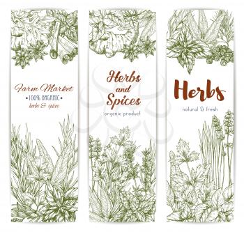 Herbs and seasonings sketch vector banners set of spice condiments anise and oregano, basil, dill and parsley, ginger and chili pepper, rosemary and thyme, sage bay leaf, vanilla or mint and cinnamon