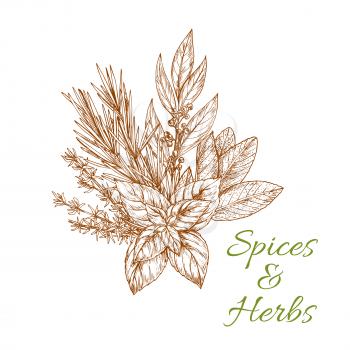 Condiments herbs and herb spices sketch of tarragon or rosemary, basil or thyme, savory, mint and bay leaf. Bunch of spicy culinary aroma flavoring plants for grocery store or farmer market