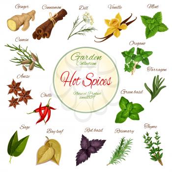 Hot spice and condiment poster with chilli pepper, ginger, cinnamon, basil, anise and mint, rosemary, vanilla, cumin, thyme and oregano, dill, bay leaf and sage, tarragon. Herbs for spice shop design