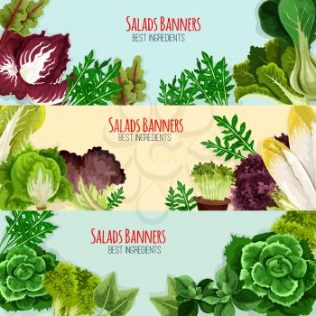 Salads and leaf vegetables banner set. Green lettuce, cabbage, spinach, cress salad, cos lettuce, bok choy, iceberg lettuce, chicory, radicchio, arugula, chard and batavia fresh leaves for food design