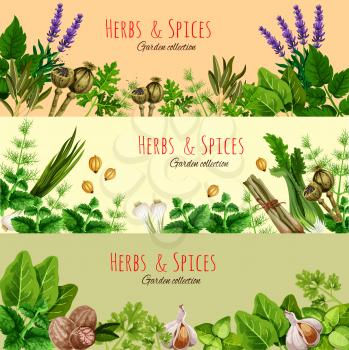 Herbs, spices and condiments banner set. Fresh parsley, basil, dill, garlic, green onion, thyme, nutmeg, fennel, cardamom seed, poppy, lavender flower and sorrel leaves. Organic farm, food design