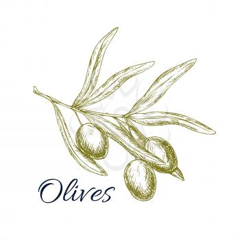 Olives vector sketch of olive-tree branch with green olive fruits for salad dressing ingredient and seasoning of healthy vegetarian and vegan vegetable food menu or olive oil product or bottle label