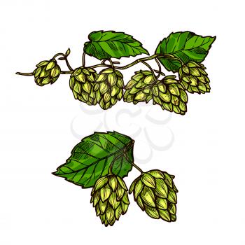 Hops flower branch vector icons of humulus hop plant cones or seeds and leaves. Ingredient for beer brewing and symbol of brewery company, bar or pub