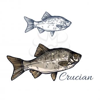 Crucian sketch vector fish icon. Isolated lake or river crucian carp fish species of carassius or goldfish. Isolated symbol for seafood restaurant sign or emblem, fishing club or fishery market