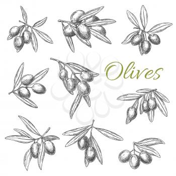 Olives and olive branches sketch vector. Set of olive-tree bunches with fresh rip green or black fruits for culinary cooking seasoning product emblem or salad dressing ingredient and condiment